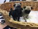 Pug Puppies for sale in Savannah, GA, USA. price: NA