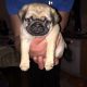 Pug Puppies for sale in Augusta, GA, USA. price: NA