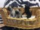 Pug Puppies for sale in Greensboro, NC, USA. price: NA