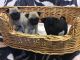 Pug Puppies for sale in High Point, NC, USA. price: NA