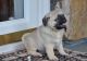 Pug Puppies for sale in Cincinnati, OH, USA. price: NA