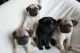 Pug Puppies for sale in Florence, SC, USA. price: NA