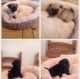 Pug Puppies for sale in Flint, MI, USA. price: NA
