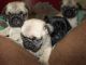 Pug Puppies for sale in Spokane, WA, USA. price: $300