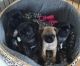 Pug Puppies for sale in Cambridge, MA, USA. price: NA