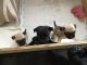 Pug Puppies for sale in New Bedford, MA, USA. price: NA