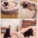 Pug Puppies for sale in Bloomington, IN, USA. price: NA