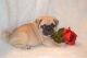 Pug Puppies for sale in Arkansas City, AR 71630, USA. price: NA