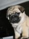 Pug Puppies for sale in Fort Collins, CO, USA. price: NA