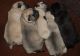 Pug Puppies for sale in Alexandria, LA, USA. price: NA