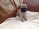 Pug Puppies for sale in Afton, WY 83110, USA. price: NA