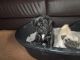 Pug Puppies for sale in Buffalo, NY, USA. price: $400