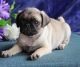 Pug Puppies for sale in Little Rock, AR, USA. price: NA