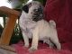 Pug Puppies for sale in Rochester, NY, USA. price: $560