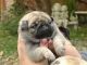 Pug Puppies for sale in Camden, AR 71701, USA. price: NA
