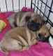 Pug Puppies for sale in Brooktondale, NY 14817, USA. price: NA