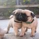 Pug Puppies for sale in Boiceville, NY 12412, USA. price: NA