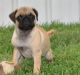 Pug Puppies for sale in Alma Center, WI 54611, USA. price: NA