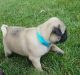 Pug Puppies for sale in Bristolville, OH 44402, USA. price: NA