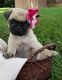 Pug Puppies for sale in Bristolville, OH 44402, USA. price: NA