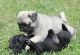 Pug Puppies for sale in Agawam, MA, USA. price: NA