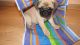 Pug Puppies for sale in Dennysville, ME, USA. price: NA