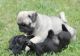 Pug Puppies for sale in Chula Vista, CA, USA. price: NA