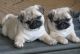 Pug Puppies for sale in Escondido, CA, USA. price: $500