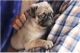 Pug Puppies for sale in Bedford Park, IL, USA. price: NA