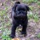 Pug Puppies for sale in Rochester, NY, USA. price: NA