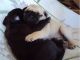 Pug Puppies for sale in Rochester, NY, USA. price: NA