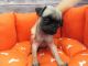 Pug Puppies for sale in Fullerton, CA, USA. price: NA