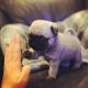 Pug Puppies for sale in Garden Grove, CA, USA. price: $350