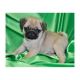 Pug Puppies for sale in Concord, CA, USA. price: $150