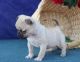Pug Puppies for sale in Aptos, CA 95003, USA. price: NA