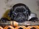 Pug Puppies for sale in Concord, CA, USA. price: NA