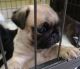 Pug Puppies for sale in Ducor, CA 93218, USA. price: NA