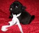 Pug Puppies for sale in Cobb, CA, USA. price: NA