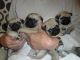 Pug Puppies for sale in Georgetown, TX, USA. price: NA