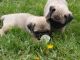 Pug Puppies for sale in Anaktuvuk Pass, AK, USA. price: NA