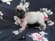 Pug Puppies for sale in Bethany Beach, DE, USA. price: NA