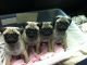 Pug Puppies for sale in Savonlinna, Finland. price: NA