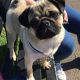 Pug Puppies for sale in Downey, CA, USA. price: NA
