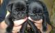 Pug Puppies for sale in Idaho Falls, ID, USA. price: NA