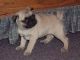 Pug Puppies for sale in Rochester, NY, USA. price: $250