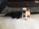 Pug Puppies for sale in Minneapolis, MN, USA. price: NA