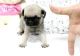Pug Puppies for sale in Fennimore, WI 53809, USA. price: NA