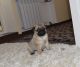 Pug Puppies for sale in Baywood-Los Osos, CA 93402, USA. price: $500