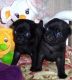 Pug Puppies for sale in Arctic Village, AK, USA. price: $500