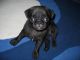 Pug Puppies for sale in Arctic Village, AK, USA. price: NA